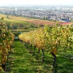 Fellbacher Herbst 2026: Wein und Programm bis 12. Oktober