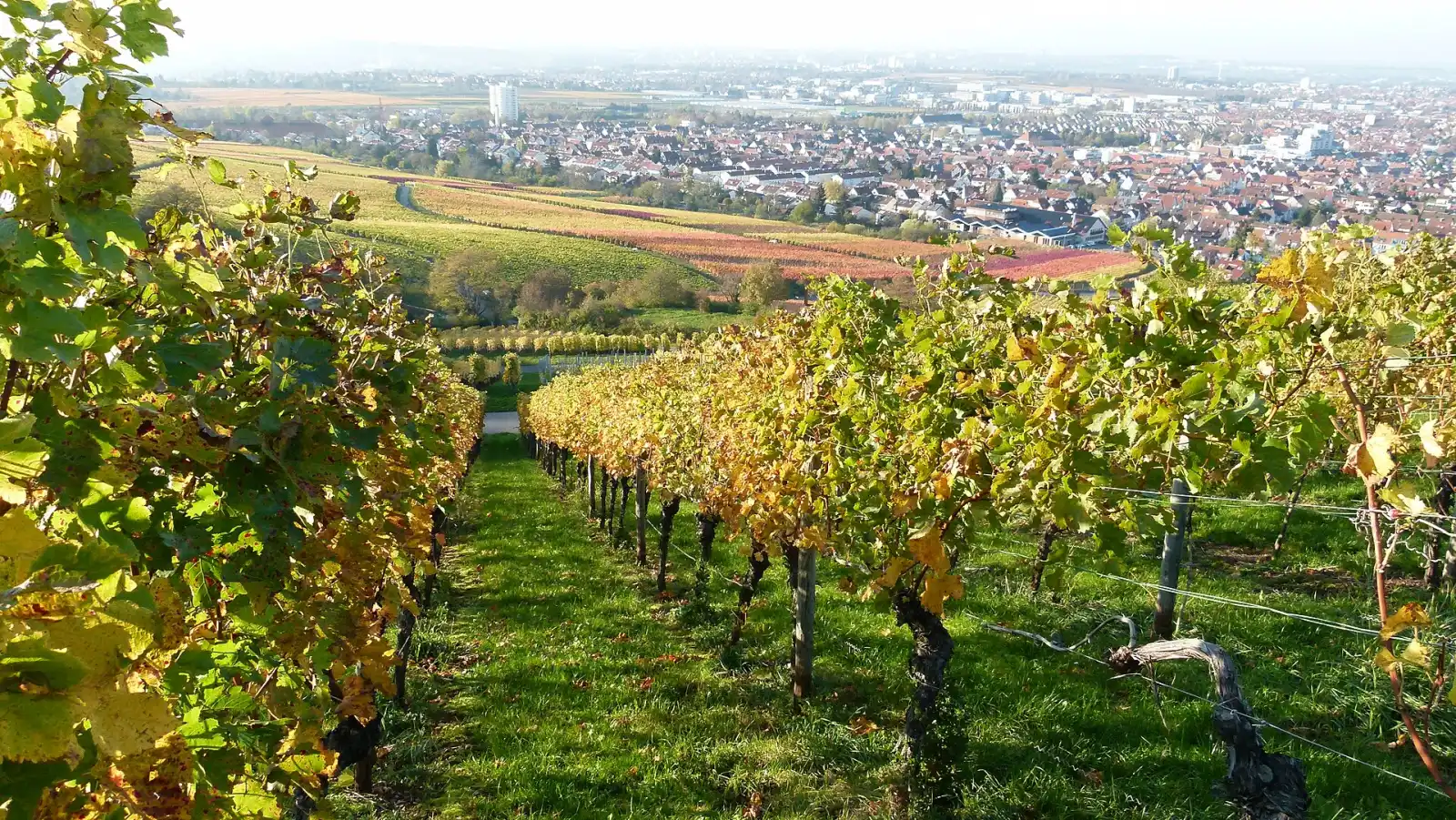 Weinreben am Kappelberg oberhalb von Fellbach