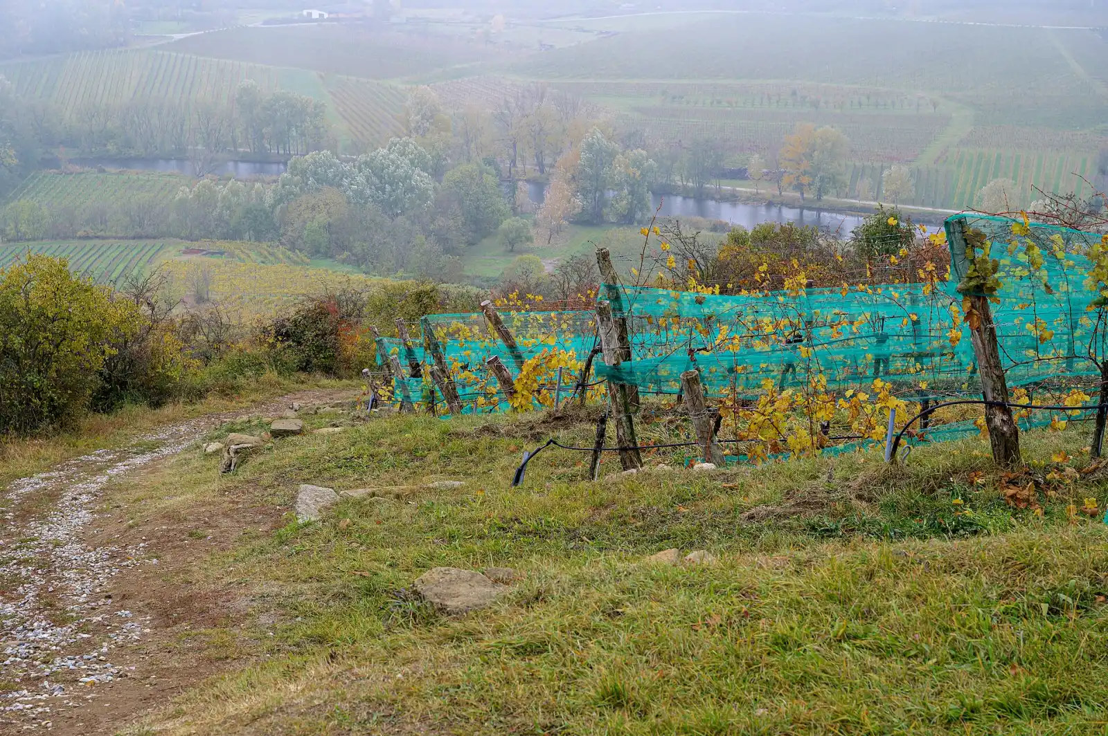 Weinberge am Heiligenstein bei Zöbing im österreichischen Kamptal