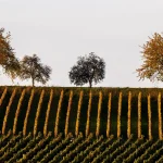 Weinlese 2026 in Franken: früheste und kürzeste Lese, weniger Most