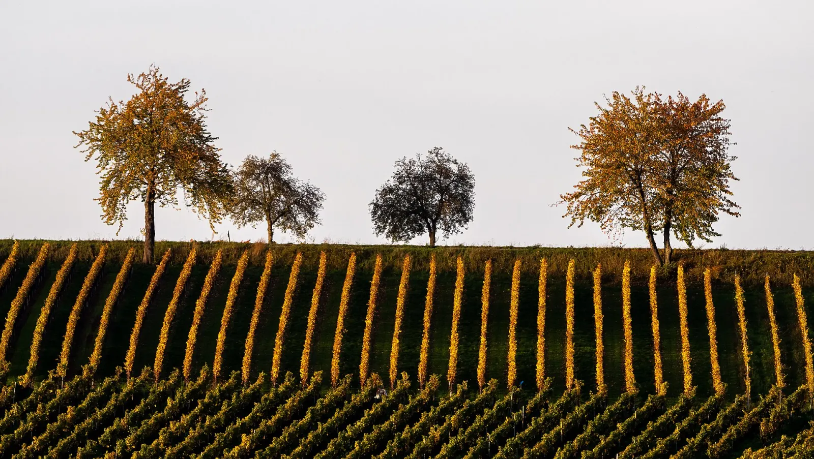 Herbstlich gefärbte Rebzeilen und Bäume auf einem Weinberg bei Nordheim am Main