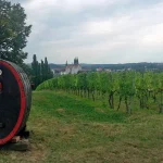 Weinlese 2026 auf Schloss Proschwitz schon im September beendet