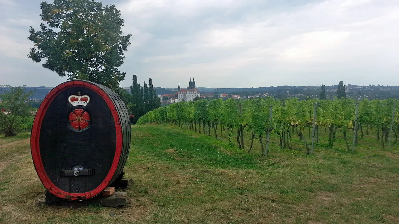 Weinberg von Schloss Proschwitz mit Blick auf Meißen, Archivfoto