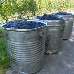 Weinernte 2026: DWI erwartet deutlich weniger Wein