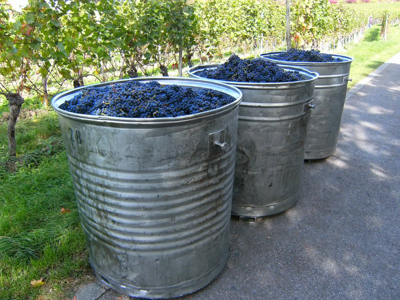 Gefüllte Traubenbehälter in einem Weinberg in Hagnau am Bodensee, Archivaufnahme